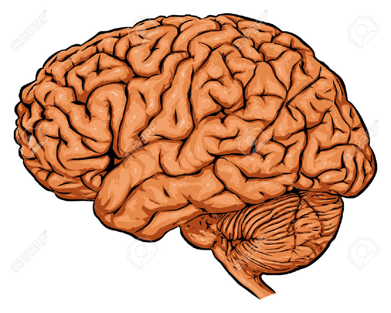 Brain Clipart Free.