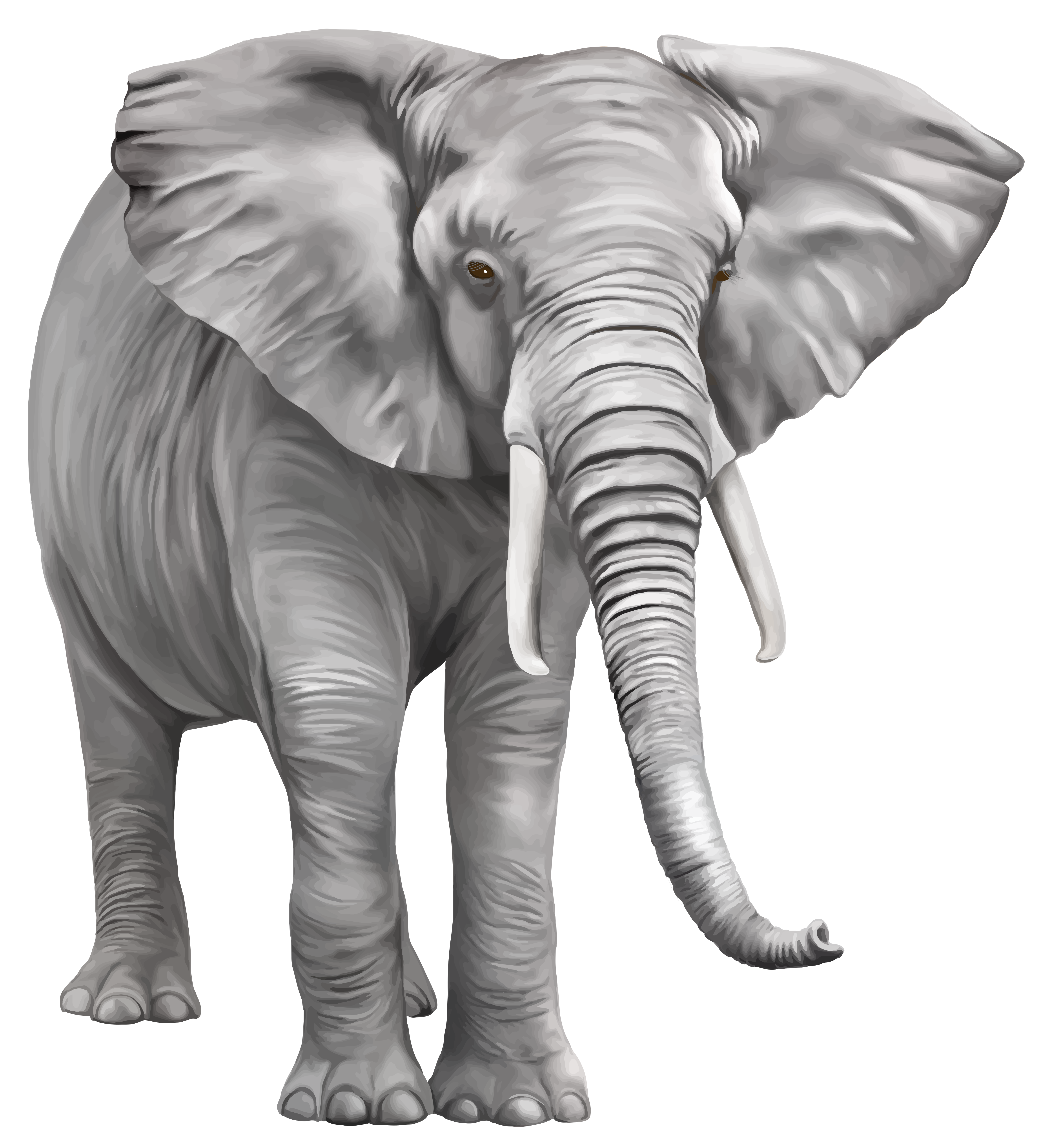 Elephant Large PNG Clipart.