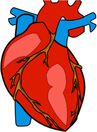 Body Clipart Heart.