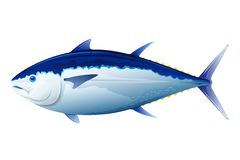 Albacore Stock Illustrations.