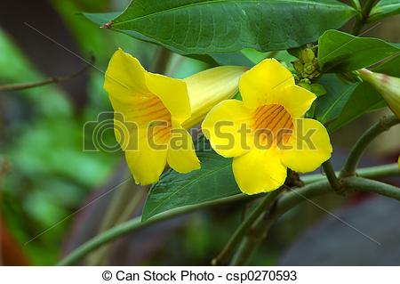 Stock Photos of Yellow Trumpet Vine (bignoniaceae campsis radicans.