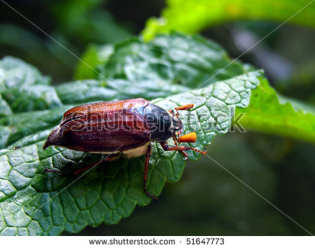 Melolonthidae Stock Photos, Royalty.