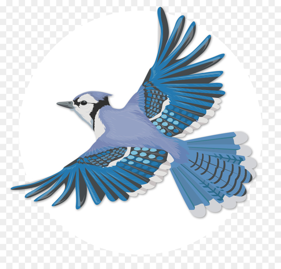 Bird Wing clipart.