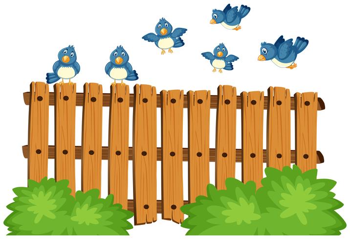 Blue birds flying over wooden fence.