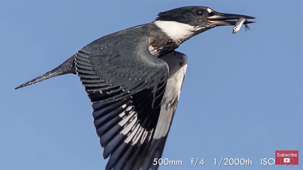 Wildlife Tutorial: Here's How to Shoot Great Photos of Birds in.