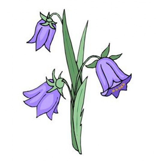 Bluebell Flower Clipart.