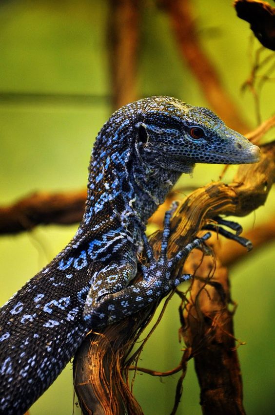 Blue Tree Monitor (Varanus macraei).