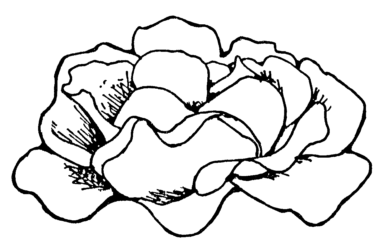 Free Cabbage Clipart Black And White, Download Free Clip Art.