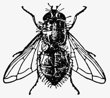 Free Fly Black And White Clip Art with No Background.