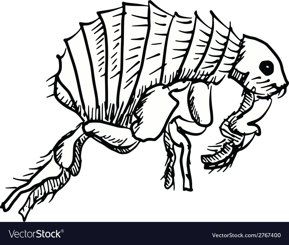 Flea vector image.