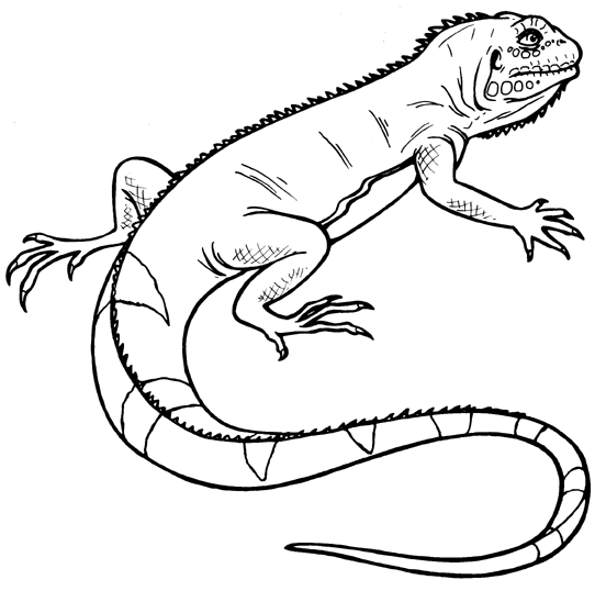 Black And White Iguana Clipart.