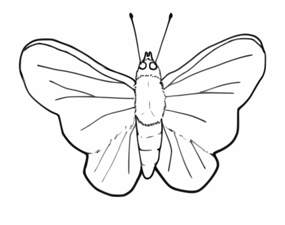 Moth clipart butterflyblack, Moth butterflyblack Transparent.