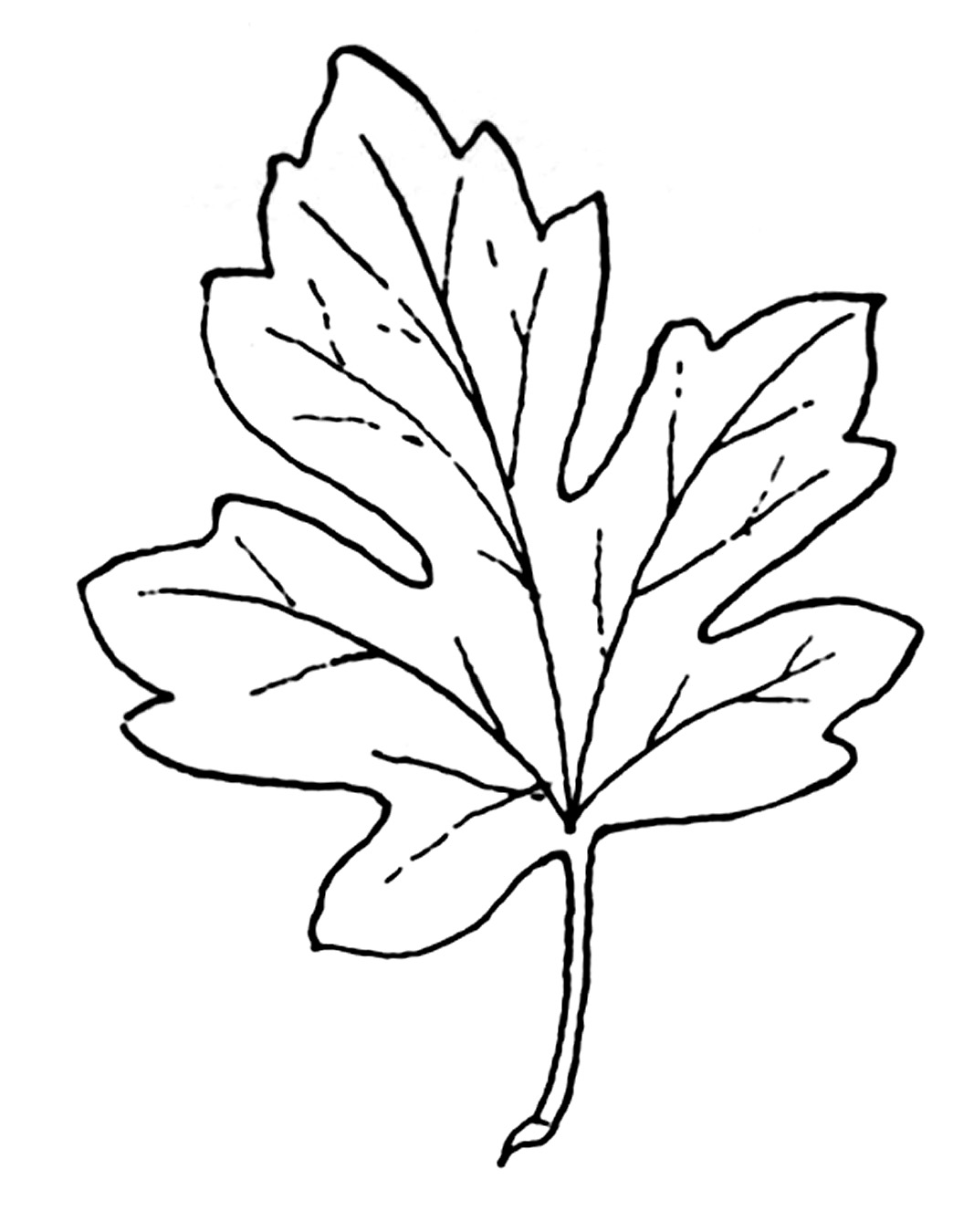 870 Fall Leaf free clipart.