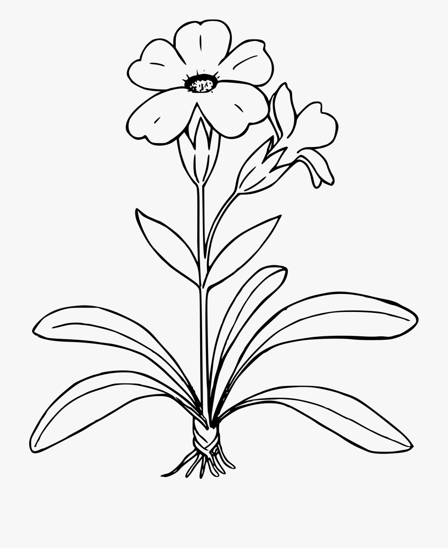 Plant Clipart Simple.