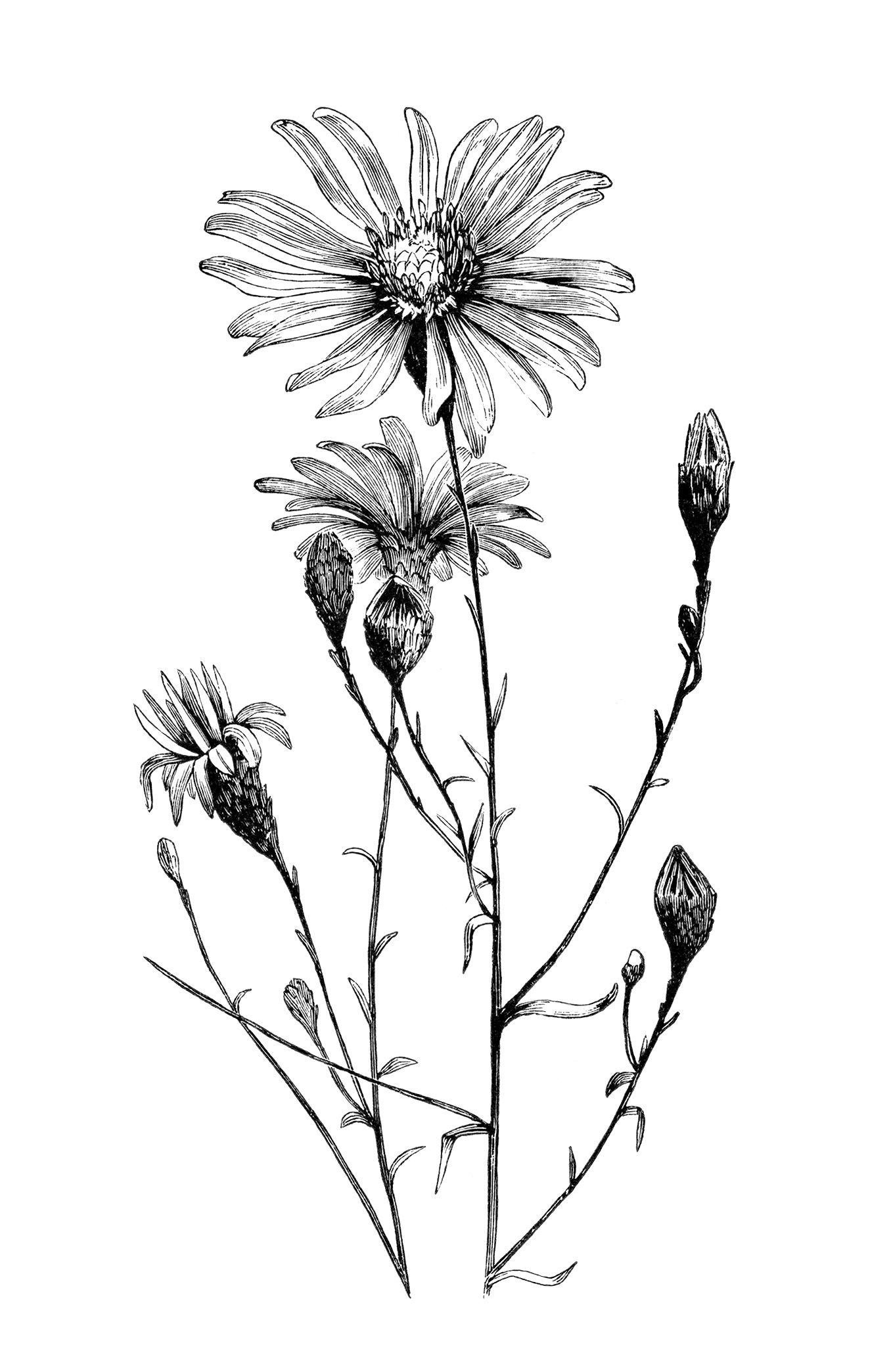 vintage flower clipart, black and white clip art, aster.