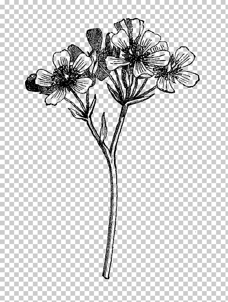 Black and white Wildflower Drawing, botanical flowers, black.