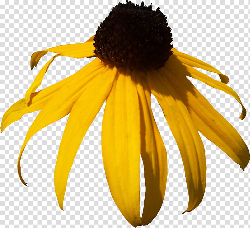 Black Eyed Susan transparent background PNG clipart.