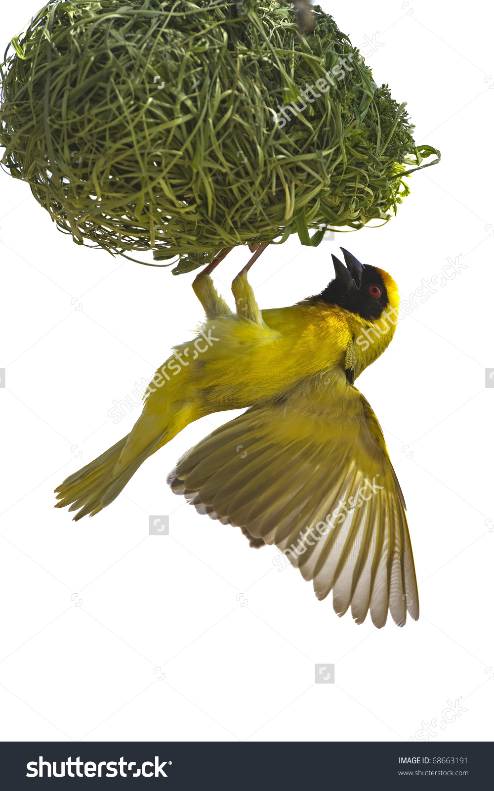 Masked Weaver Hanging Nest Against White Stock Photo 68663191.