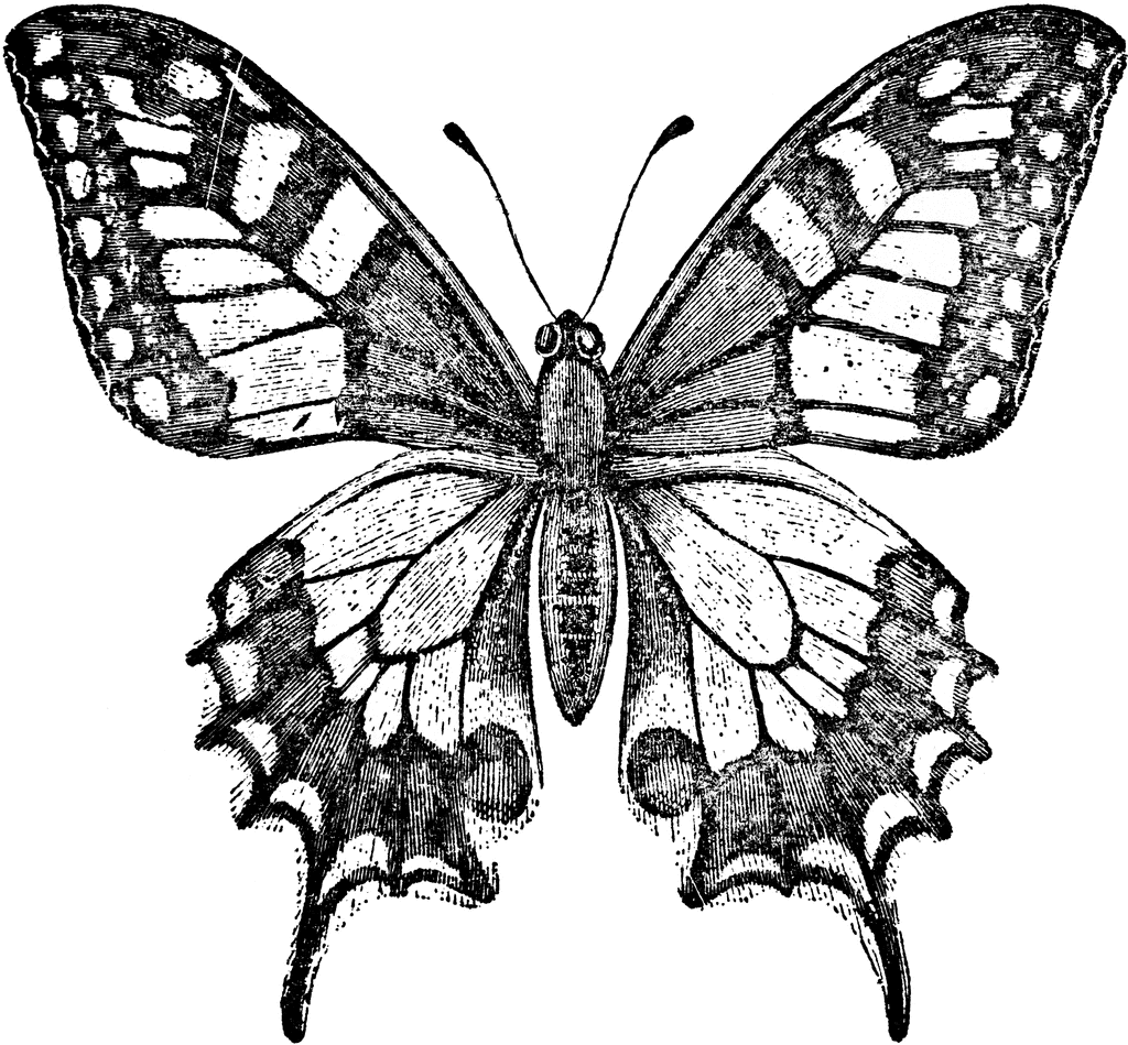 Swallowtail butterfly clipart.