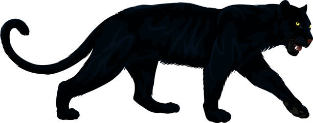 Black Panther Clipart & Free Black Panther Clipart.png.