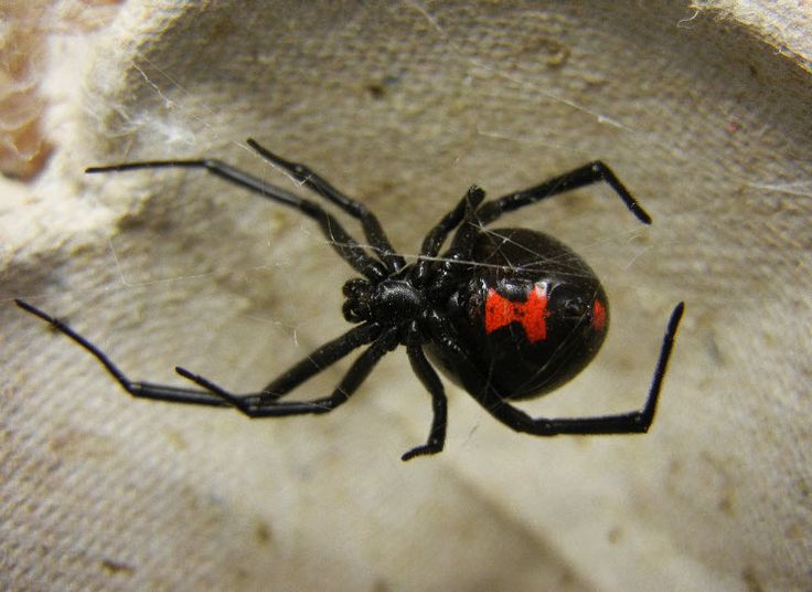 17 best ideas about Black Widow Spider on Pinterest.