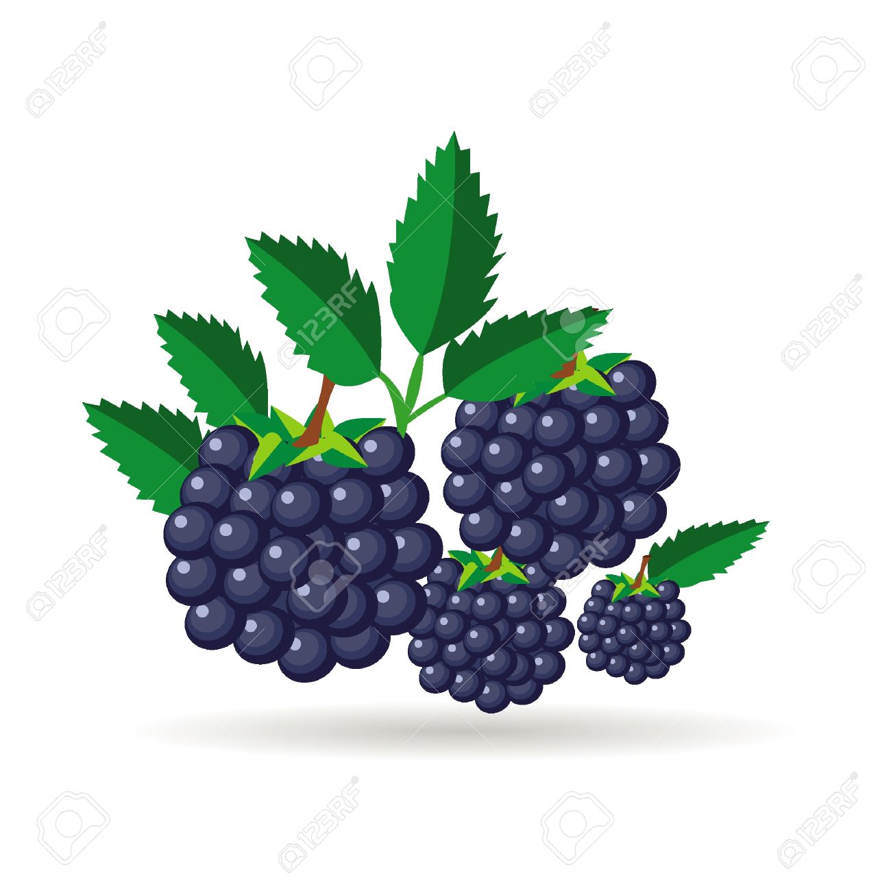 5,687 Blackberry Cliparts, Stock Vector And Royalty Free.