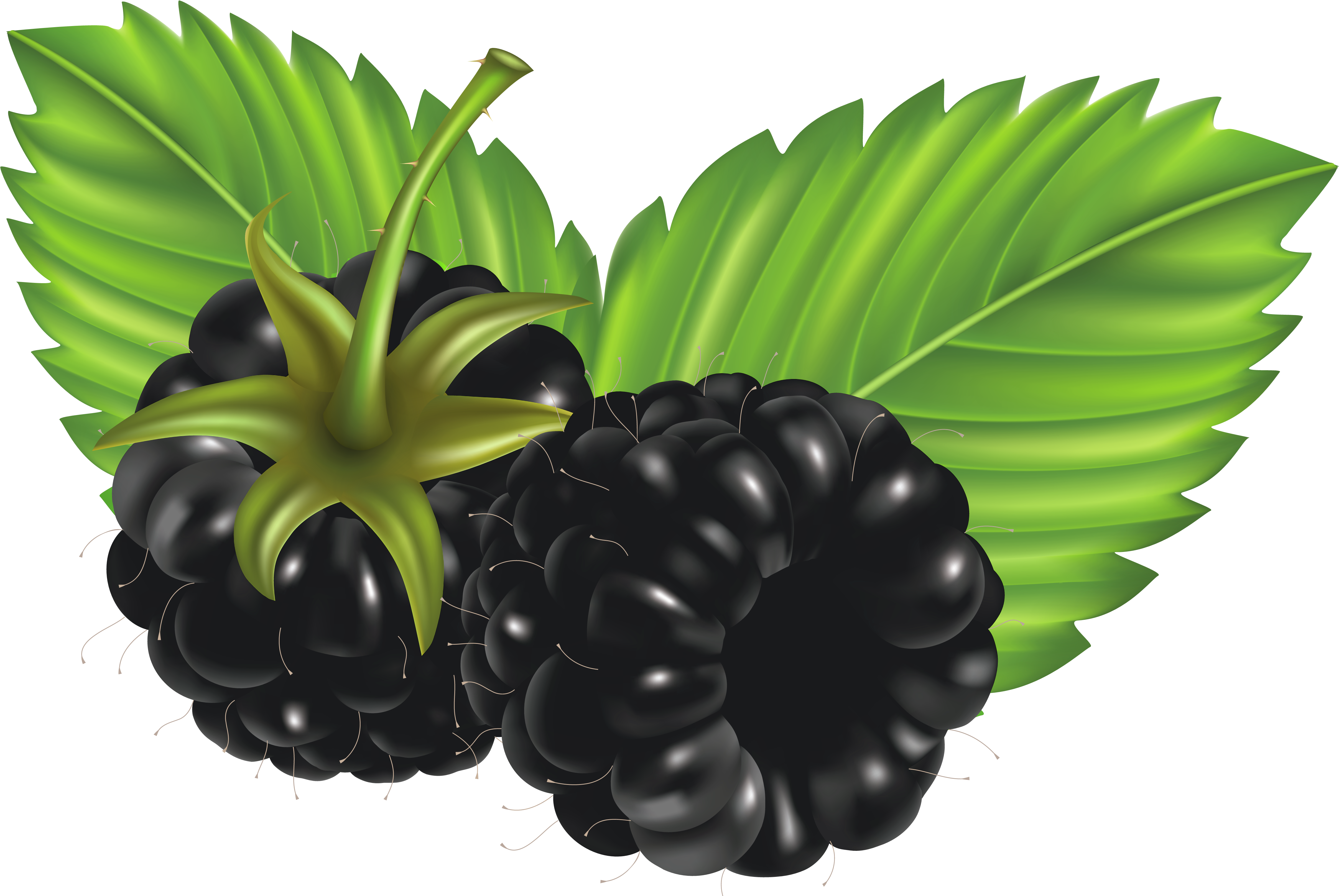 Blackberries Png Vector Clipart Image Blackberries Clipart.