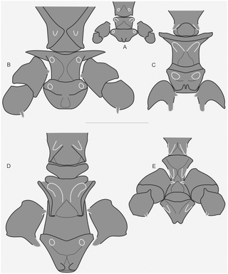 Systematics of Spiny Predatory Katydids (Tettigoniidae.