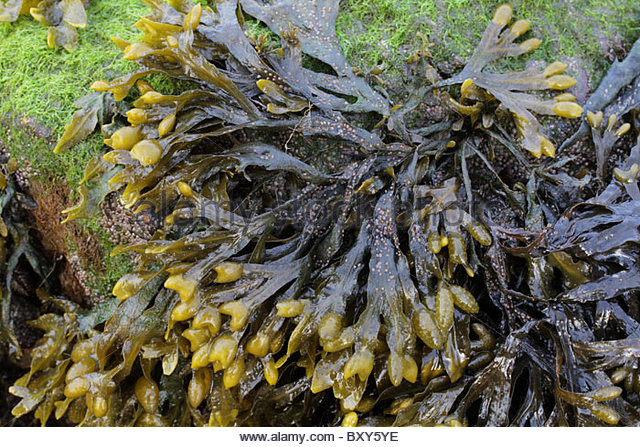 Bladderwrack Seaweed Stock Photos & Bladderwrack Seaweed Stock.