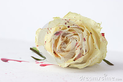 Bleeding White Rose Stock Photos, Images, & Pictures.