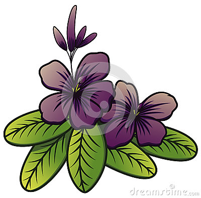 Violet Brunfelsia Jasmine Flower Stock Illustrations.