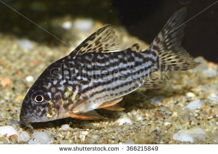 Corydoras Stock Photos, Royalty.