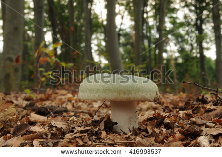 russula Mushroom" Stock Photos, Royalty.