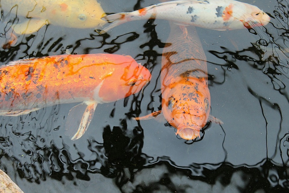 Free photo Fish Koi Vivid Breeding Colored Carp Aquarium Fish.