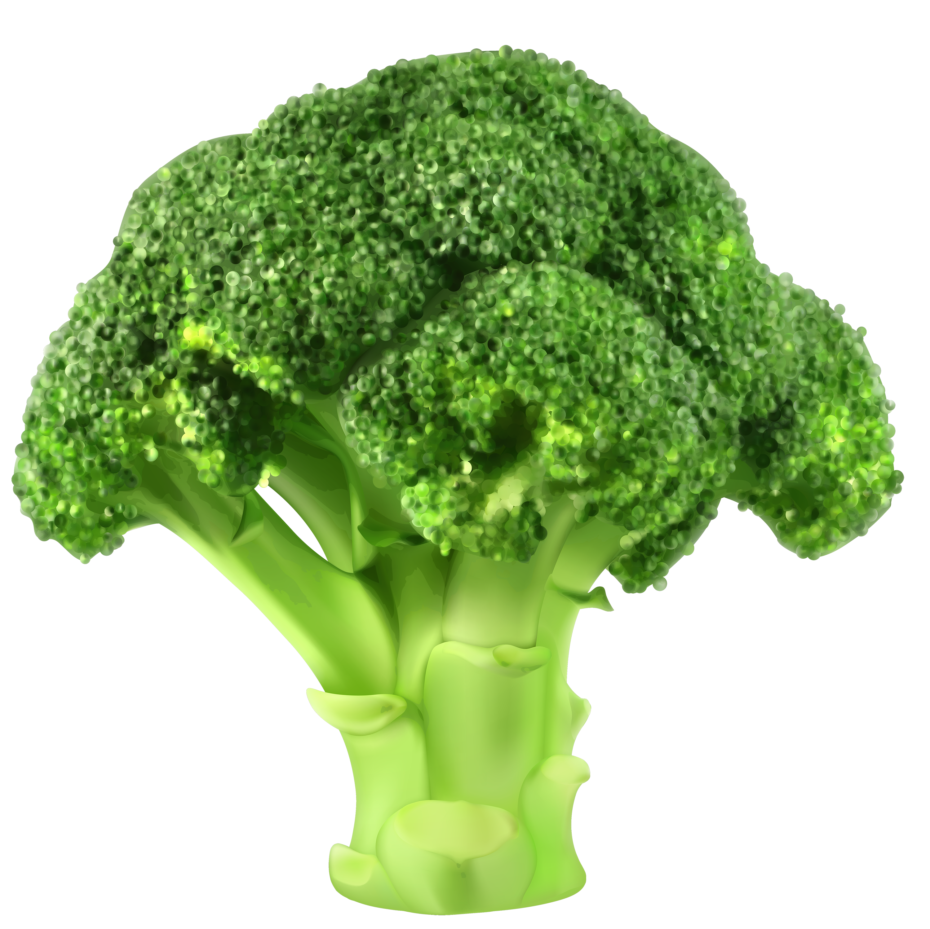 Broccoli PNG Clipart.