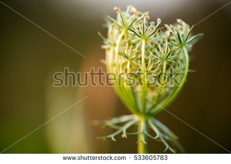 Umbrella Inflorescence Stock Photos, Royalty.