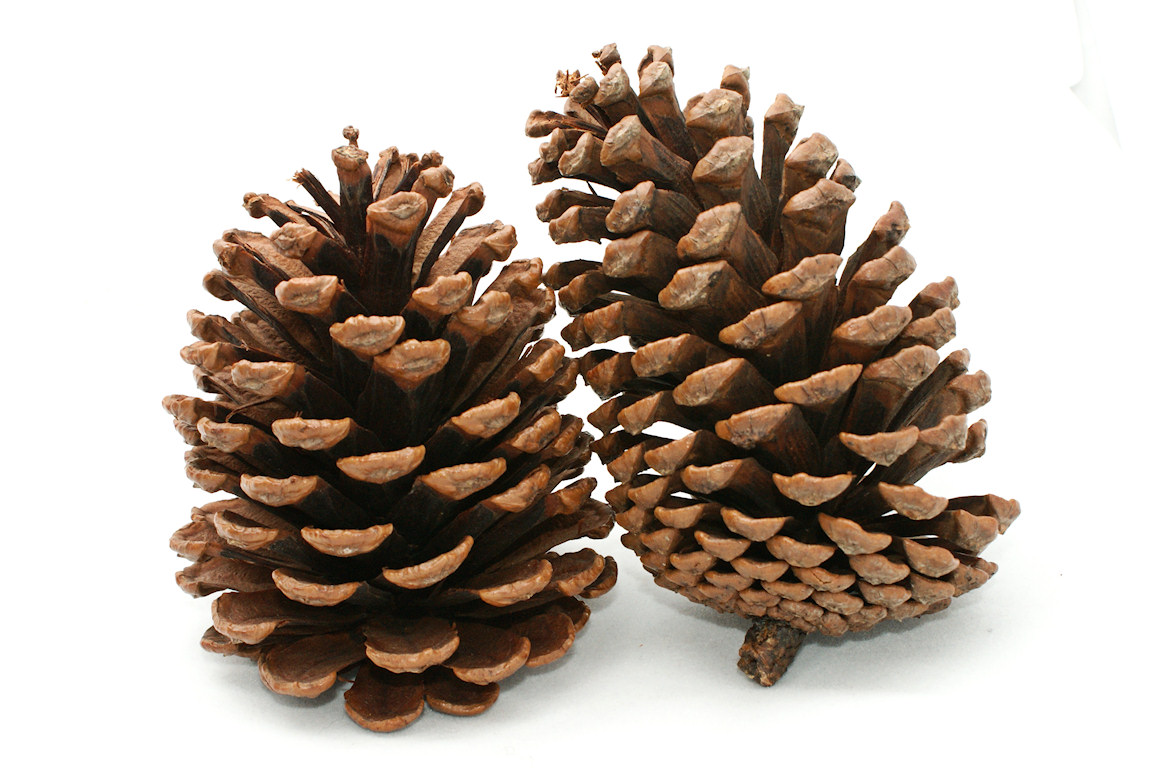 Pine Cone Clip Art & Pine Cone Clip Art Clip Art Images.