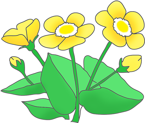 Buttercup Clipart.