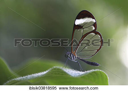 Stock Image of "Glasswinged Butterfly (Greta oto) on a leaf.