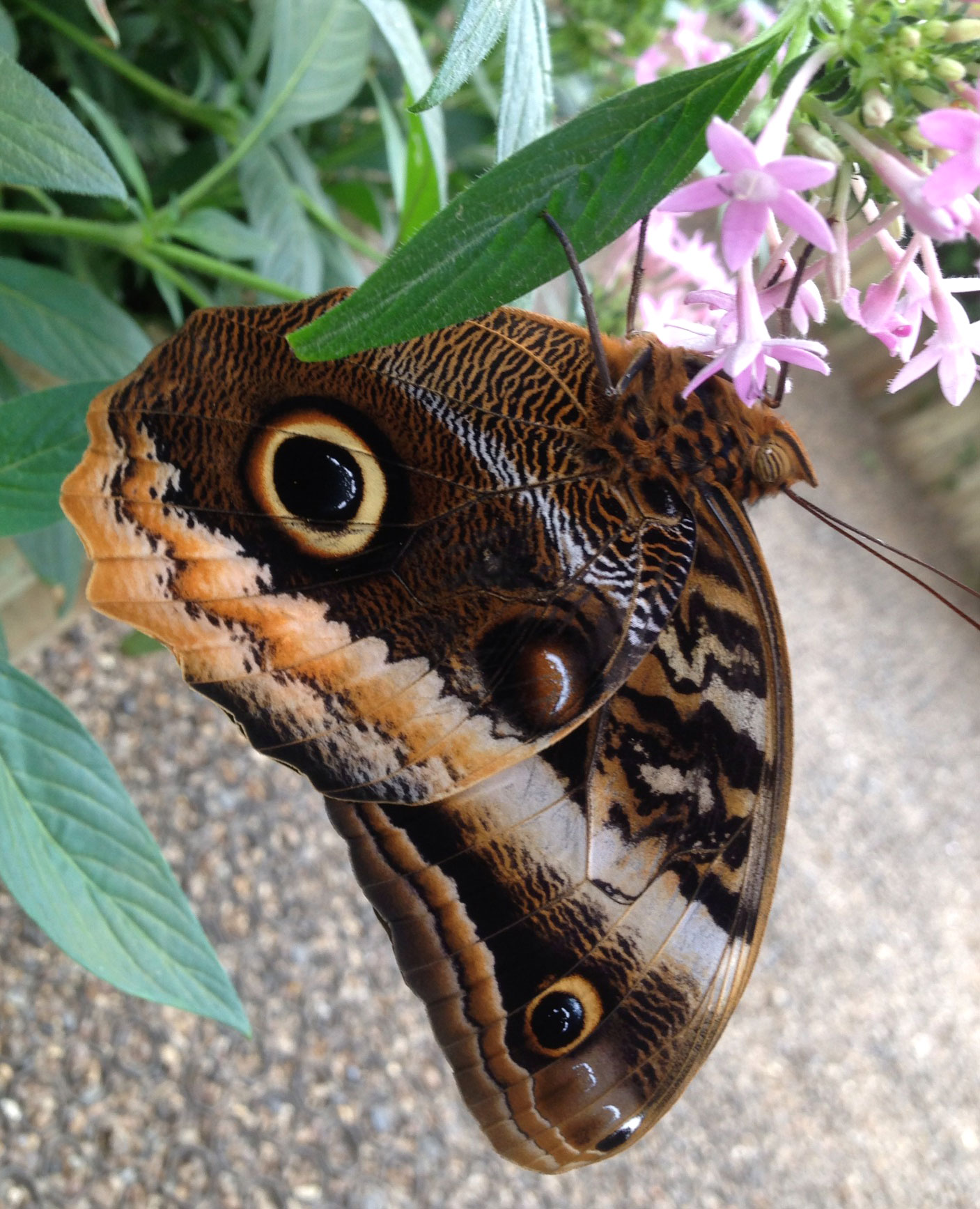 NaturePlus: What's new at the Museum : Tags : butterflies.