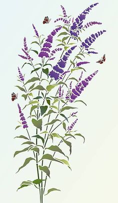 Butterfly bush clipart.