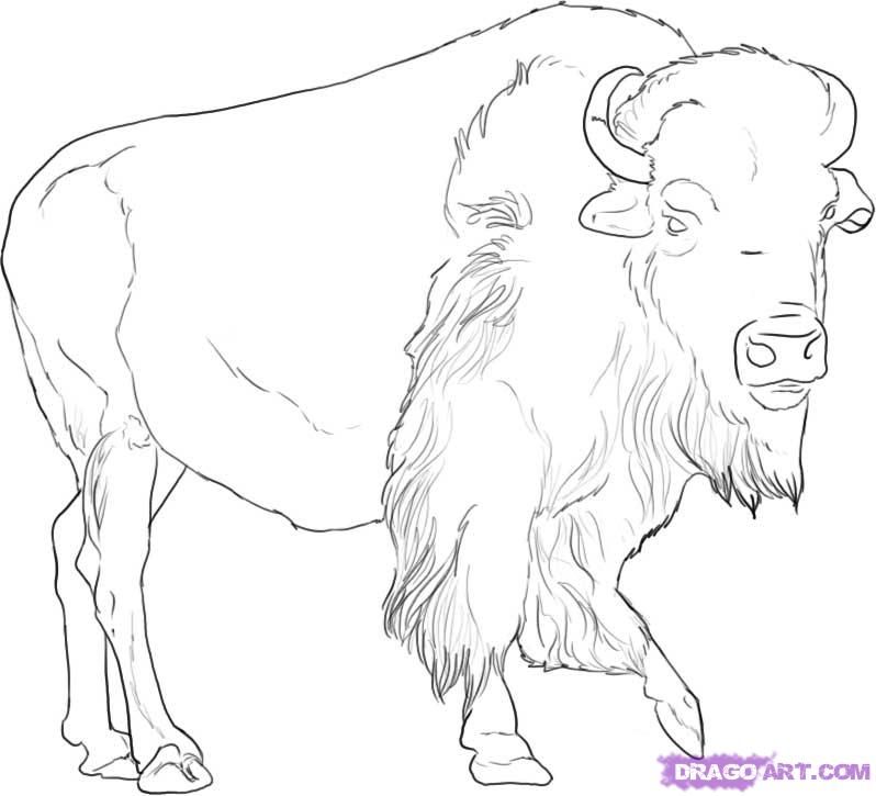 Free Buffalo Outline, Download Free Clip Art, Free Clip Art.