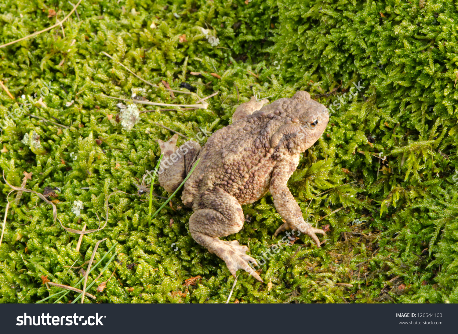 Toad Bufonidae Bufo Natterjack Hoptoad Amphibia Stock Photo.