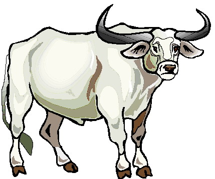 Bull Clipart.