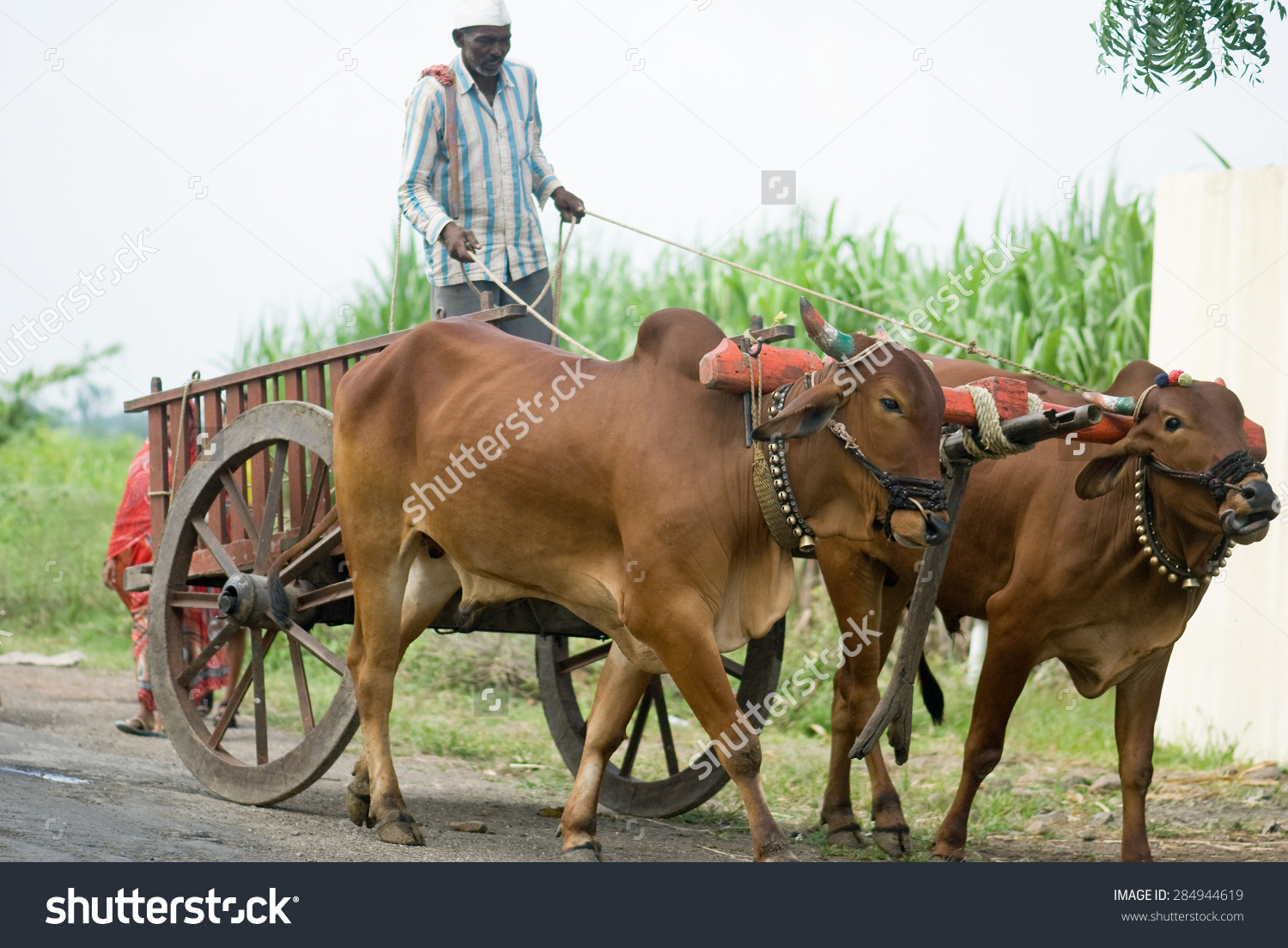 Farmer Riding Bullock Cart Rural Village Stock Photo 284944619.