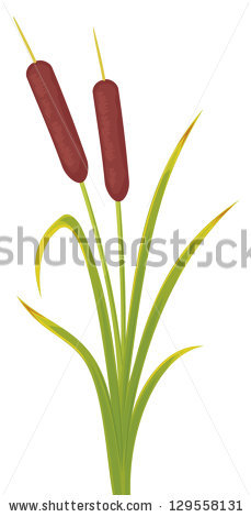 Bulrushes Stock Vectors, Images & Vector Art.