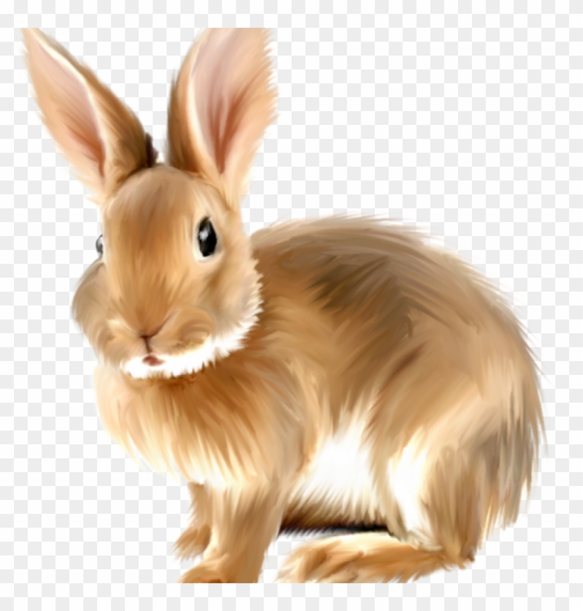 Rabbit Clipart Png & Free Rabbit Clipart.png Transparent.