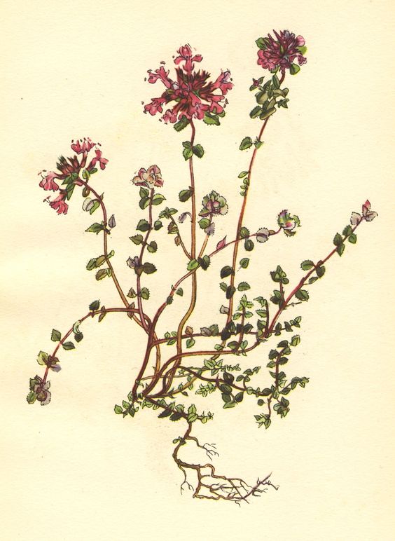 Wild Thyme (Thymus serpyllum), illustration by Irene Hawkins. John.