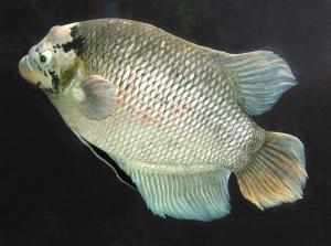 Gourami Clip Art Download.