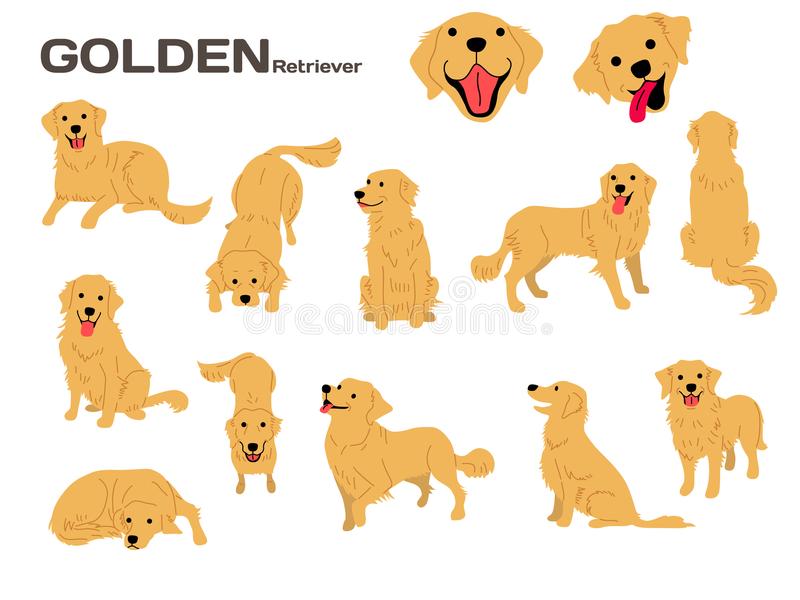 Golden Retriever Stock Illustrations.